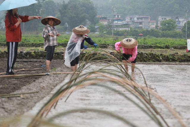 吉首 田野 农民 农事 劳作 暮春 生产 乾州 农时 街道 繁忙 农业