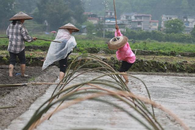 吉首 田野 农民 农事 劳作 暮春 生产 乾州 农时 街道 繁忙 农业