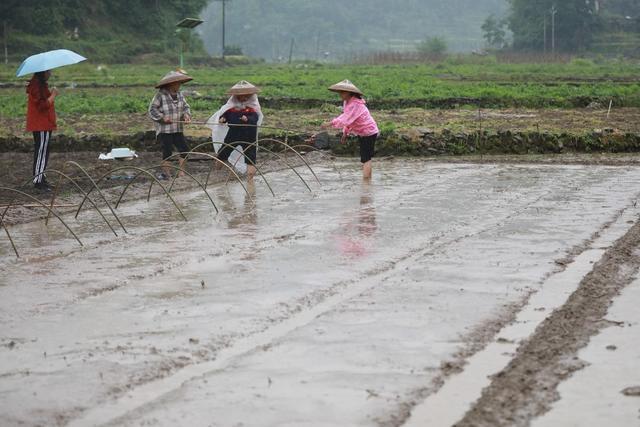 吉首 田野 农民 农事 劳作 暮春 生产 乾州 农时 街道 繁忙 农业