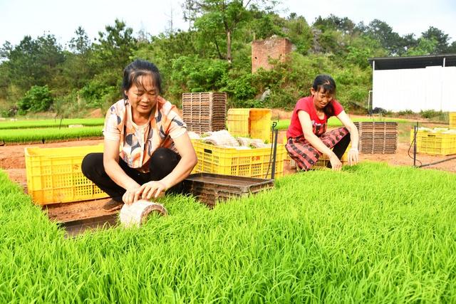  田间农忙多产粮 