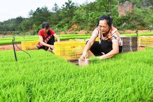  田间农忙多产粮 