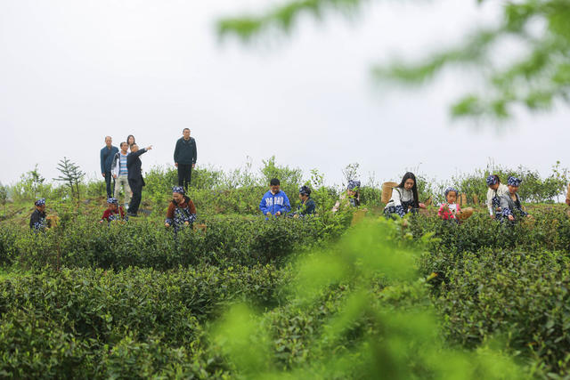 茶文化 茶叶 体验 学生 茶旅融合 茶园