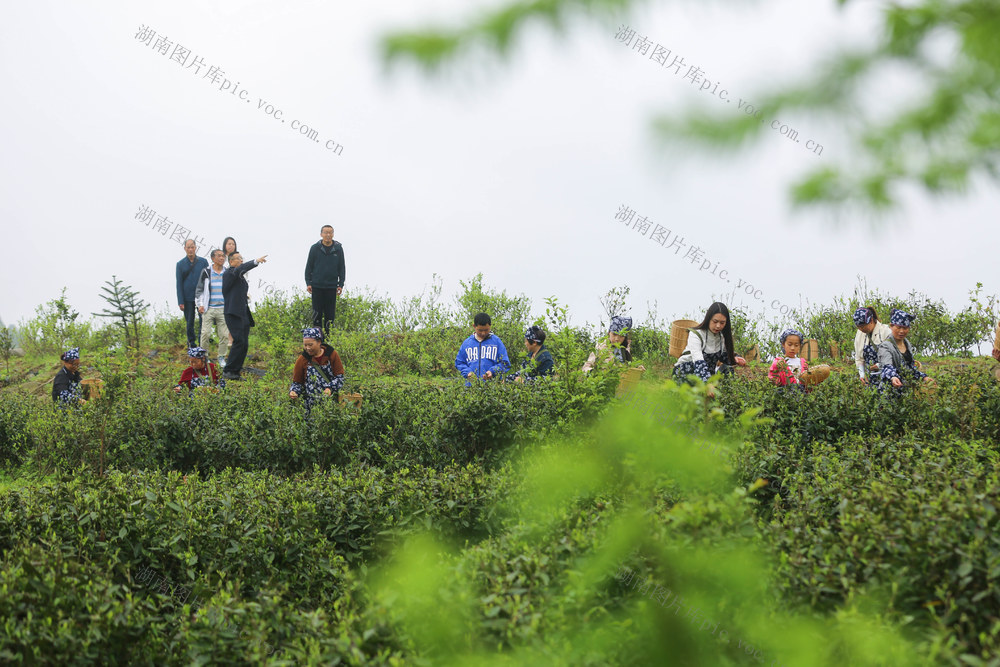 茶文化 茶叶 体验 学生 茶旅融合 茶园