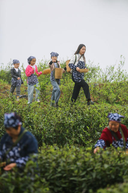 茶文化 茶叶 体验 学生 茶旅融合 茶园