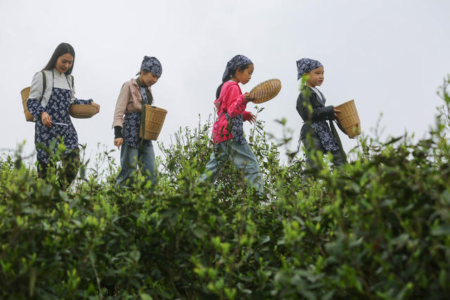 茶文化 茶叶 体验 学生 茶旅融合 茶园