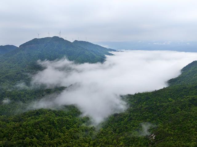  江永燕子山  云雾缭绕  山杜鹃 电机组、云海、山峦 