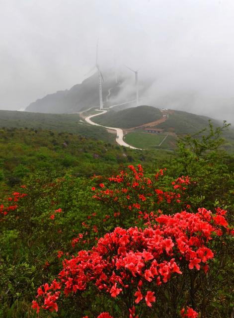  江永燕子山  云雾缭绕  山杜鹃 电机组、云海、山峦 
