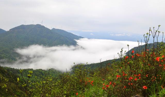  江永燕子山  云雾缭绕  山杜鹃 电机组、云海、山峦 