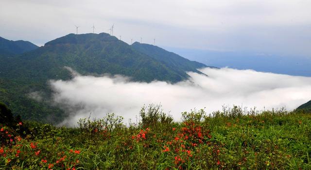  江永燕子山  云雾缭绕  山杜鹃 电机组、云海、山峦 