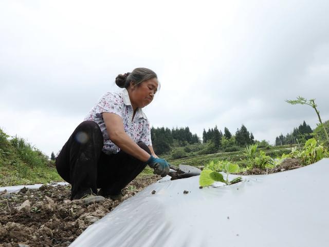蔬菜移栽忙    农民增收多