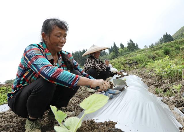 蔬菜移栽忙    农民增收多