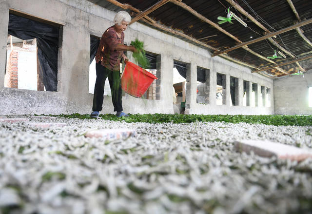 种桑养蚕助增收 
道县