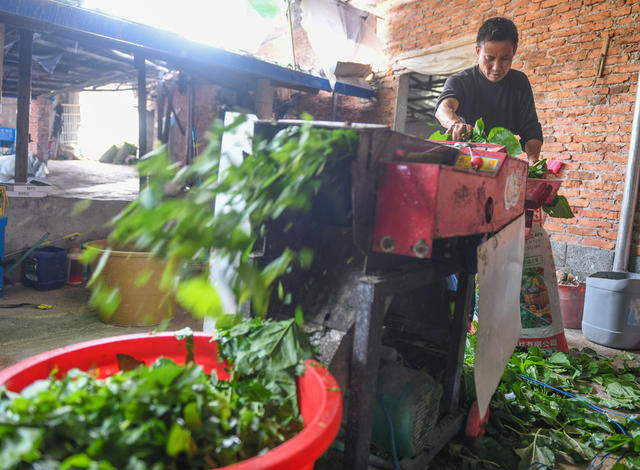 种桑养蚕助增收 
道县