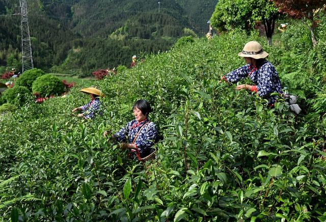 茶叶 茶园 雪峰山脉  种植 产业化 自然环境  农民  产业链   生态  采茶  茶农