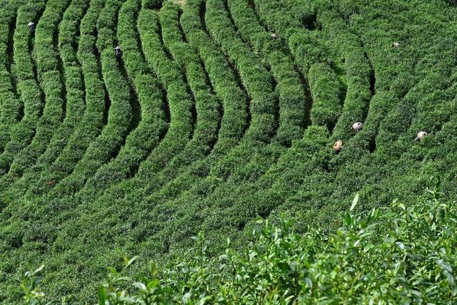 茶叶 茶园 雪峰山脉  种植 产业化 自然环境  农民  产业链   生态  采茶  茶农