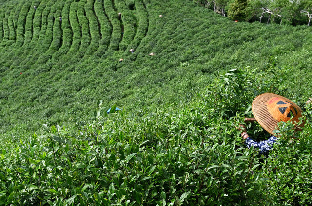 茶叶 茶园 雪峰山脉  种植 产业化 自然环境  农民  产业链   生态  采茶  茶农