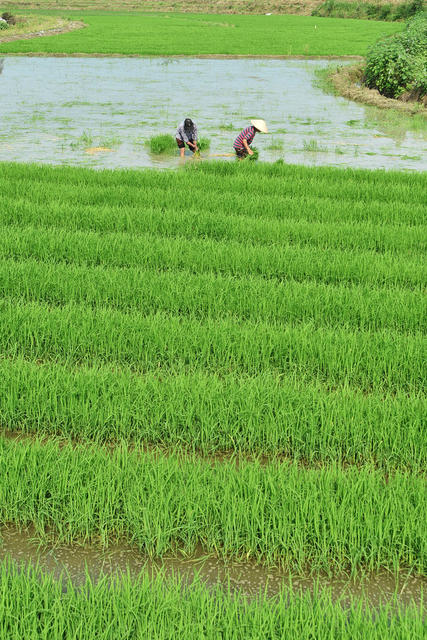 嘉禾：互帮互助插秧忙