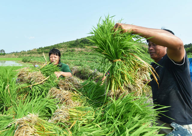 嘉禾：互帮互助插秧忙