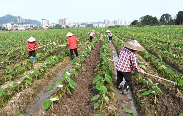 管护香芋促增收