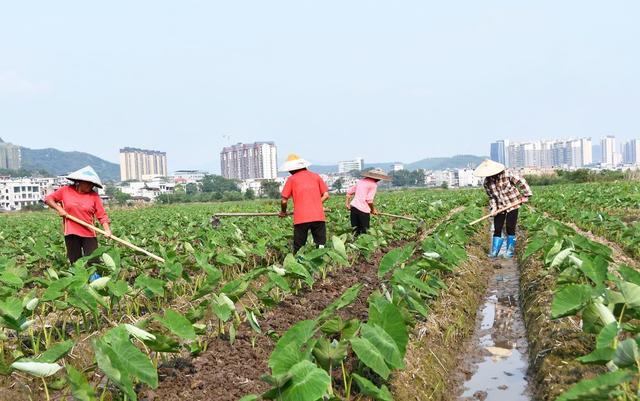 管护香芋促增收