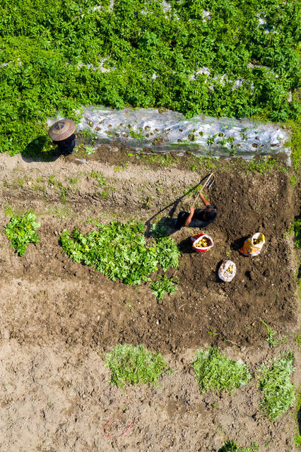 农业  马铃薯  湘西  吉首  乡村