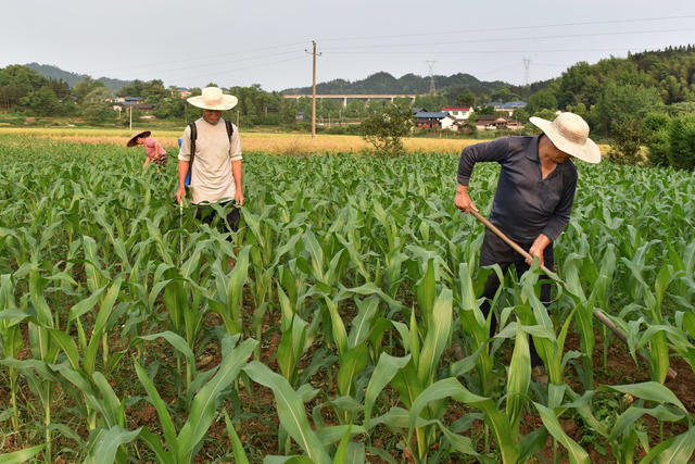 高效种植促增收