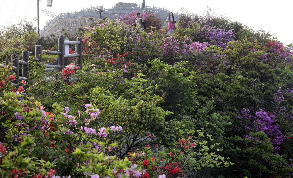 五一小长假 高山杜鹃花 绿水青山 生态画卷 旅游  