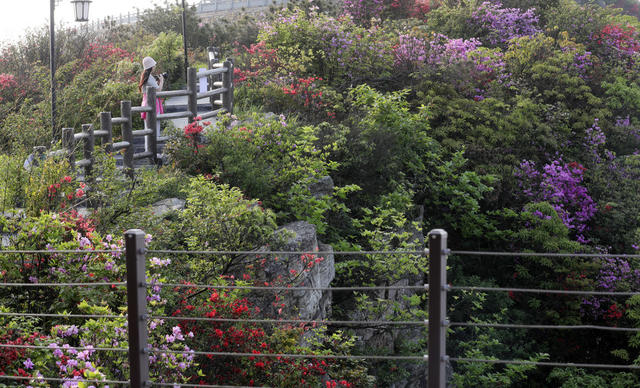 五一小长假 高山杜鹃花 绿水青山 生态画卷 旅游  