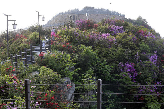 五一小长假 高山杜鹃花 绿水青山 生态画卷 旅游  