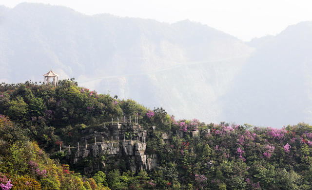 五一小长假 高山杜鹃花 绿水青山 生态画卷 旅游  
