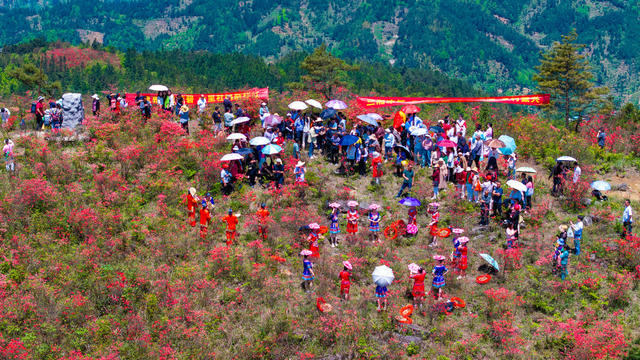 杜鹃 映山红