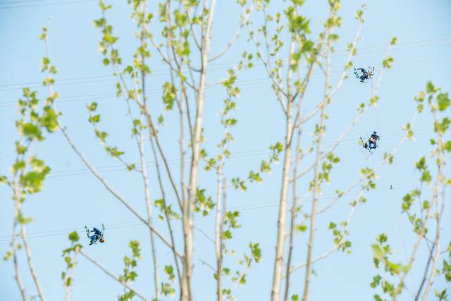 电力  花  春天  树  铁塔  工人  工作  繁花