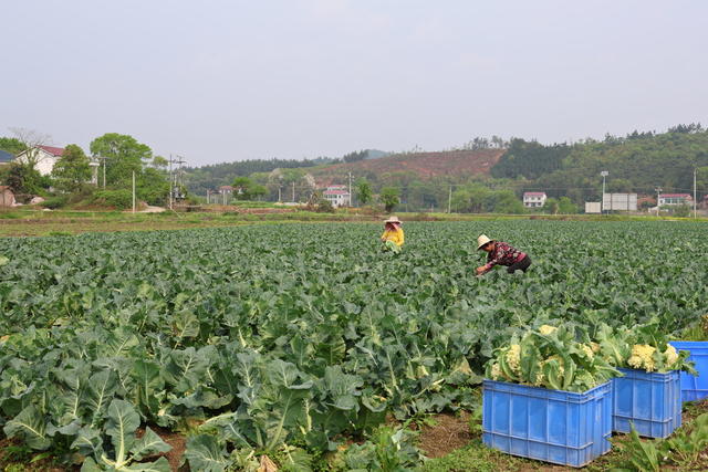 衡阳市 衡山县 蔬菜 蔬菜基地 农业 长江镇 石桥铺社区