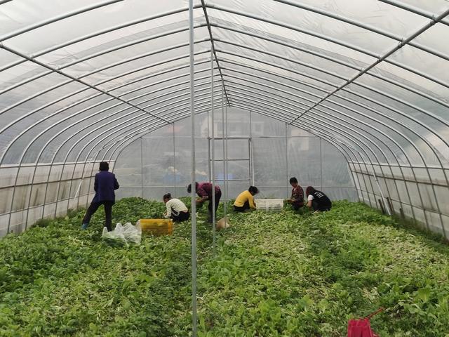衡阳市 衡山县 蔬菜 蔬菜基地 农业 长江镇 石桥铺社区