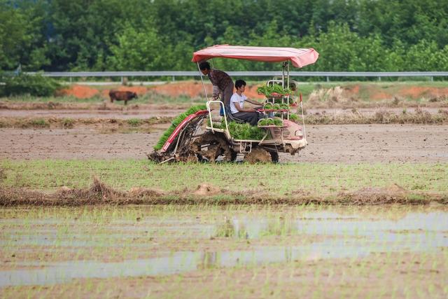 清明 插秧 农机 水稻 田间 秧苗 农业