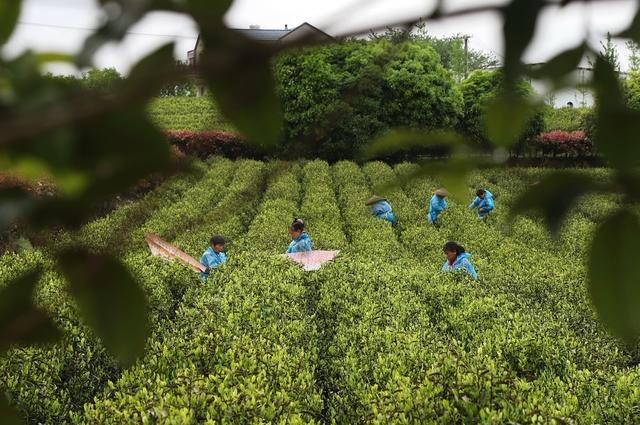清明 采茶