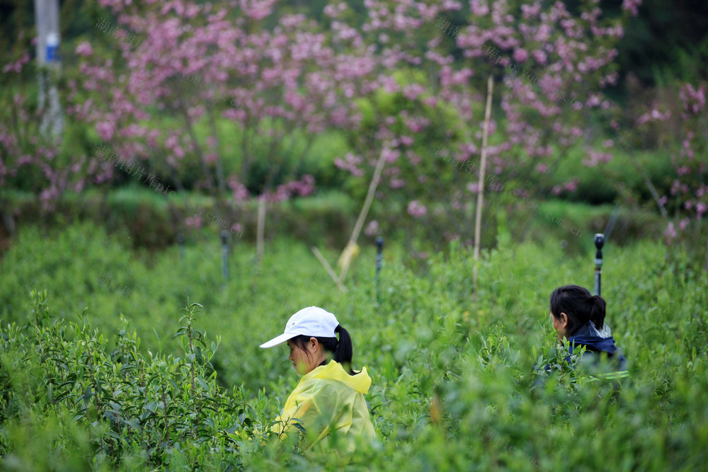 湖南，湘西，采茶，鲜花，花香，茶香，相伴