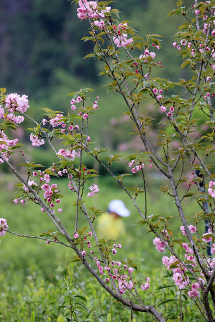 湖南，湘西，采茶，鲜花，花香，茶香，相伴