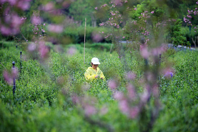 湖南，湘西，采茶，鲜花，花香，茶香，相伴