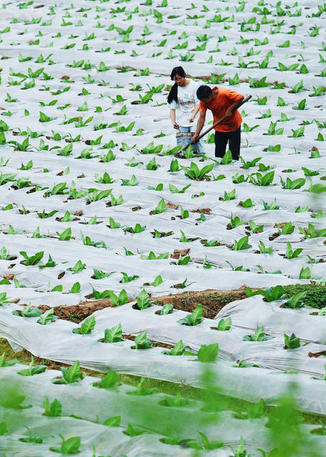 嘉禾：清明时节农事忙