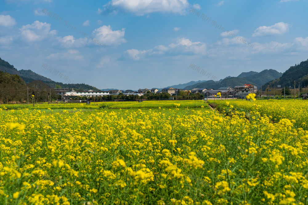  乡村振兴 美丽乡村 农作物 油菜花 田园风光 春天 乡村美景 春分 田野 春季 乡村 农业 春色 背景 风光 风景 壁纸 万佛山镇 乡镇