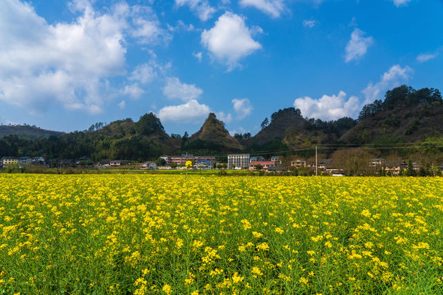  乡村振兴 美丽乡村 农作物 油菜花 田园风光 春天 乡村美景 春分 田野 春季 乡村 农业 春色 背景 风光 风景 壁纸 万佛山镇 乡镇