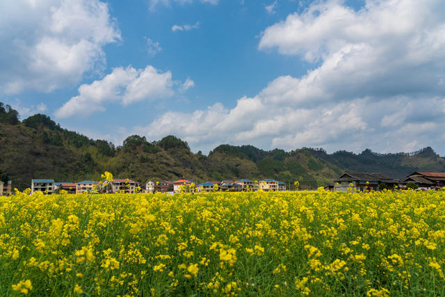  乡村振兴 美丽乡村 农作物 油菜花 田园风光 春天 乡村美景 春分 田野 春季 乡村 农业 春色 背景 风光 风景 壁纸 万佛山镇 乡镇