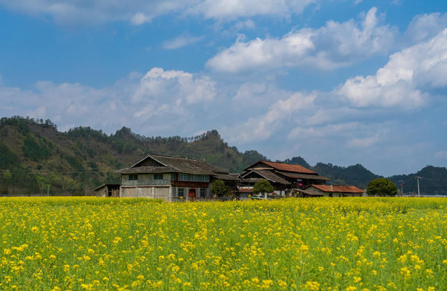  乡村振兴 美丽乡村 农作物 油菜花 田园风光 春天 乡村美景 春分 田野 春季 乡村 农业 春色 背景 风光 风景 壁纸 万佛山镇 乡镇