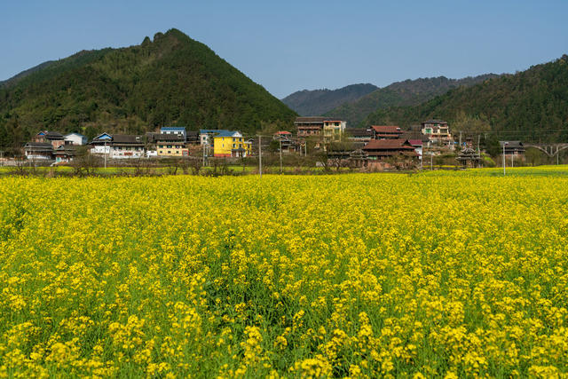  乡村振兴 美丽乡村 农作物 油菜花 田园风光 春天 乡村美景 春分 田野 春季 乡村 农业 春色 背景 风光 风景 壁纸 万佛山镇 乡镇