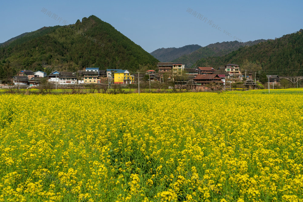  乡村振兴 美丽乡村 农作物 油菜花 田园风光 春天 乡村美景 春分 田野 春季 乡村 农业 春色 背景 风光 风景 壁纸 万佛山镇 乡镇