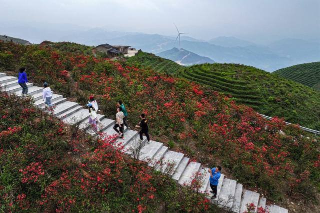 旅游、游客、杜鹃花、、生态、三省坡