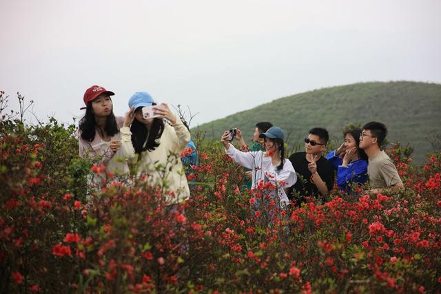 旅游、游客、杜鹃花、、生态、三省坡