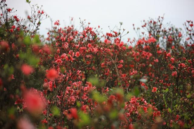 旅游、游客、杜鹃花、、生态、三省坡