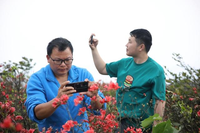 旅游、游客、杜鹃花、、生态、三省坡